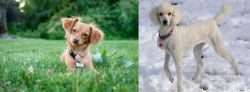 Chiweenie vs Poodle - Breed Comparison
