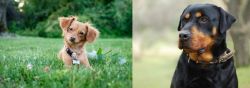 Chiweenie vs Rottweiler - Breed Comparison