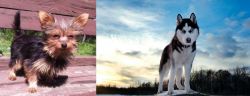Chorkie vs Alaskan Husky - Breed Comparison