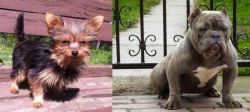 Chorkie vs American Bully - Breed Comparison