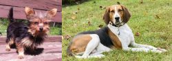 Chorkie vs American English Coonhound - Breed Comparison