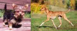 Chorkie vs Azawakh - Breed Comparison