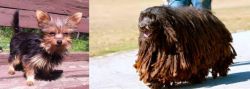 Chorkie vs Bergamasco - Breed Comparison