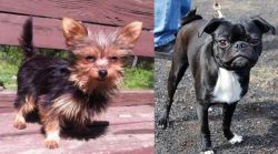 Chorkie vs Bugg - Breed Comparison