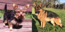 Chorkie vs German Shepherd - Breed Comparison