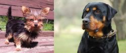 Chorkie vs Rottweiler - Breed Comparison