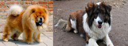 Chow Chow vs Aidi - Breed Comparison