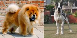 Chow Chow vs Alangu Mastiff - Breed Comparison