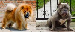 Chow Chow vs American Bully - Breed Comparison