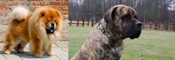 Chow Chow vs American Mastiff - Breed Comparison