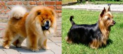 Chow Chow vs Australian Silky Terrier - Breed Comparison