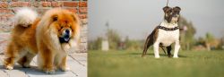 Chow Chow vs Bantam Bulldog - Breed Comparison