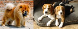 Chow Chow vs Beagle - Breed Comparison