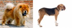 Chow Chow vs Beagle-Harrier - Breed Comparison