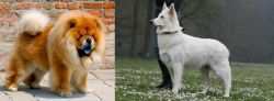 Chow Chow vs Berger Blanc Suisse - Breed Comparison