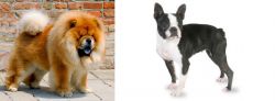 Chow Chow vs Boston Terrier - Breed Comparison