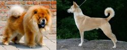 Chow Chow vs Canaan Dog - Breed Comparison