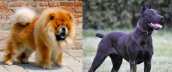 Chow Chow vs Canis Panther - Breed Comparison