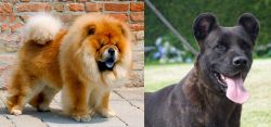 Chow Chow vs Cao Fila de Sao Miguel - Breed Comparison