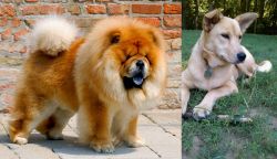 Chow Chow vs Carolina Dog - Breed Comparison