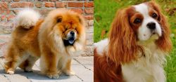 Chow Chow vs Cavalier King Charles Spaniel - Breed Comparison