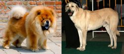 Chow Chow vs Central Anatolian Shepherd - Breed Comparison
