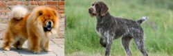 Chow Chow vs Cesky Fousek - Breed Comparison