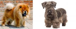 Chow Chow vs Cesky Terrier - Breed Comparison