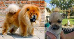 Chow Chow vs Chihuahua - Breed Comparison