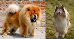 Chow Chow vs Collie - Breed Comparison