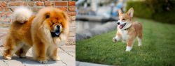 Chow Chow vs Corgi - Breed Comparison