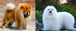 Chow Chow vs Coton De Tulear - Breed Comparison