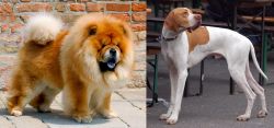 Chow Chow vs English Pointer - Breed Comparison