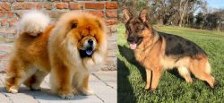 Chow Chow vs German Shepherd - Breed Comparison