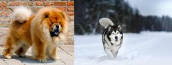 Chow Chow vs Siberian Husky - Breed Comparison