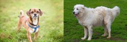 Chug vs Abruzzenhund - Breed Comparison