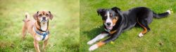Chug vs Appenzell Mountain Dog - Breed Comparison