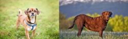 Chug vs Chesapeake Bay Retriever - Breed Comparison