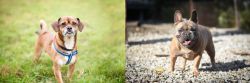 Chug vs French Bulldog - Breed Comparison