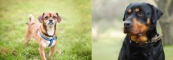 Chug vs Rottweiler - Breed Comparison