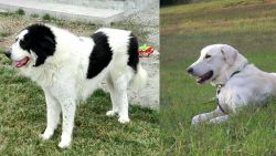 Ciobanesc de Bucovina vs Akbash Dog - Breed Comparison