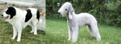 Ciobanesc de Bucovina vs Bedlington Terrier - Breed Comparison