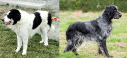 Ciobanesc de Bucovina vs Blue Picardy Spaniel - Breed Comparison