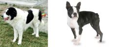 Ciobanesc de Bucovina vs Boston Terrier - Breed Comparison
