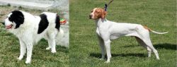 Ciobanesc de Bucovina vs Braque Saint-Germain - Breed Comparison