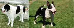 Ciobanesc de Bucovina vs Bull Terrier Miniature - Breed Comparison
