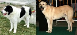 Ciobanesc de Bucovina vs Central Anatolian Shepherd - Breed Comparison