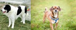 Ciobanesc de Bucovina vs Chug - Breed Comparison