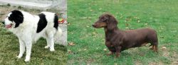 Ciobanesc de Bucovina vs Dachshund - Breed Comparison
