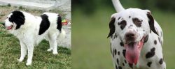 Ciobanesc de Bucovina vs Dalmatian - Breed Comparison